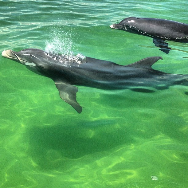 a clear view while we swim with the dolphins in Panama City, FL