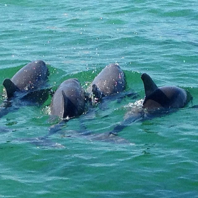 Photo of a dolphin pod from one of our snorkeling trips