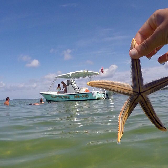 finding shells off of Shell Island, Panama City FL