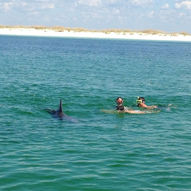 Blue Dolphin Tours Swim With Dolphins Panama City Beach Fl